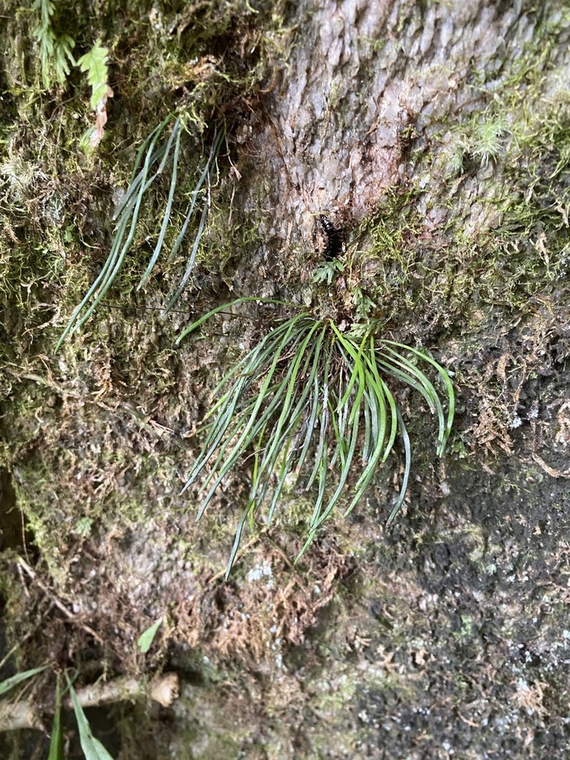 Haplopteris sikkimensis