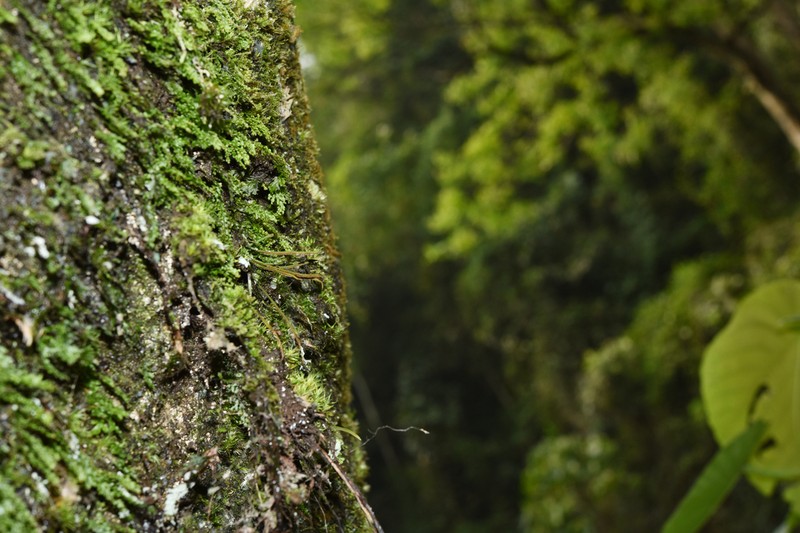Haplopteris sikkimensis photo 2