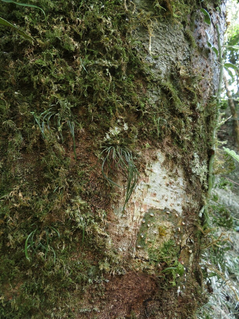 Haplopteris sikkimensis photo 3