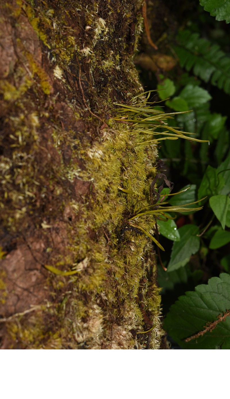 Haplopteris sikkimensis photo 4