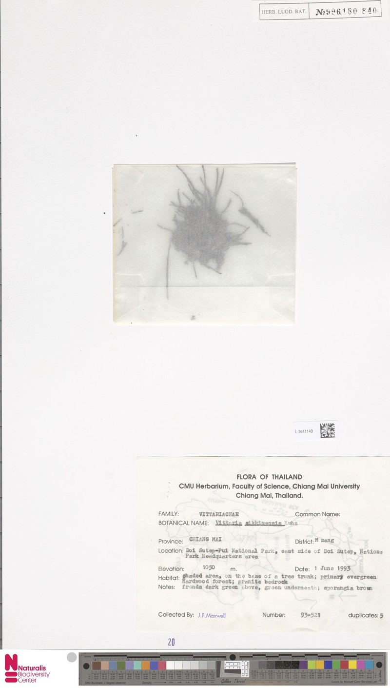 Haplopteris sikkimensis photo 5