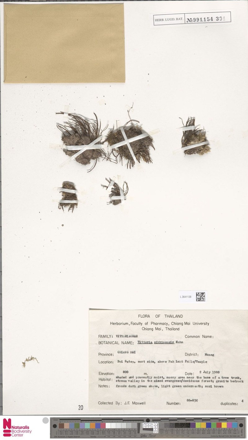 Haplopteris sikkimensis photo 6