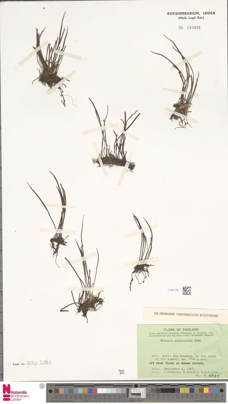 Haplopteris sikkimensis photo 7