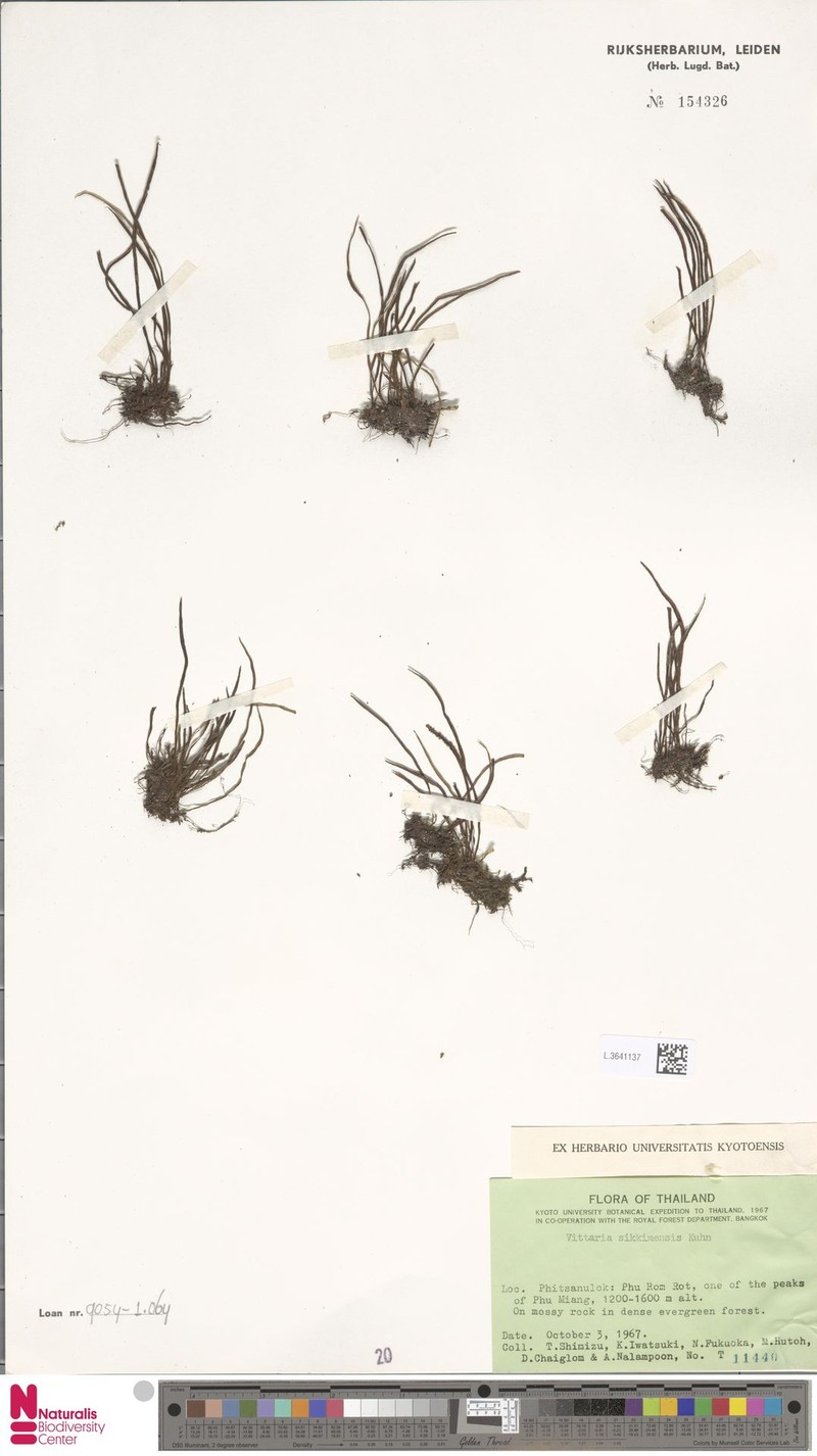 Haplopteris sikkimensis photo 8