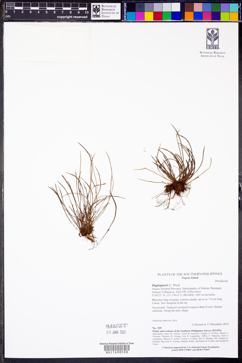 Haplopteris stenophylla photo 2
