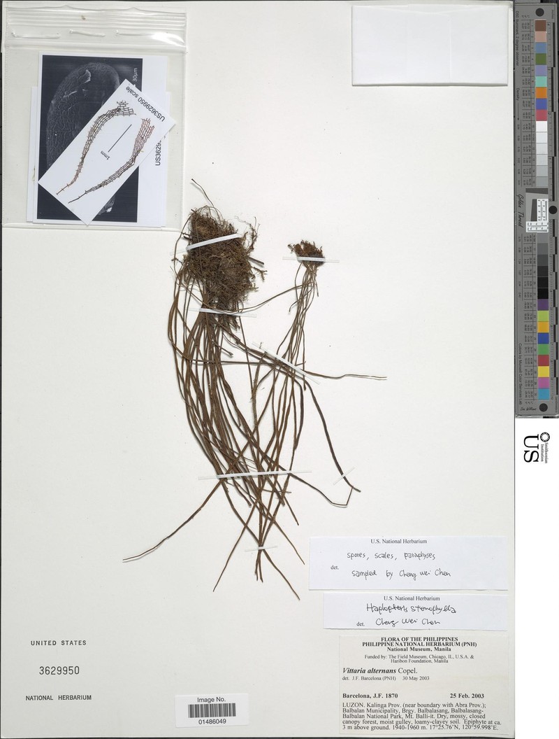 Haplopteris stenophylla photo 3