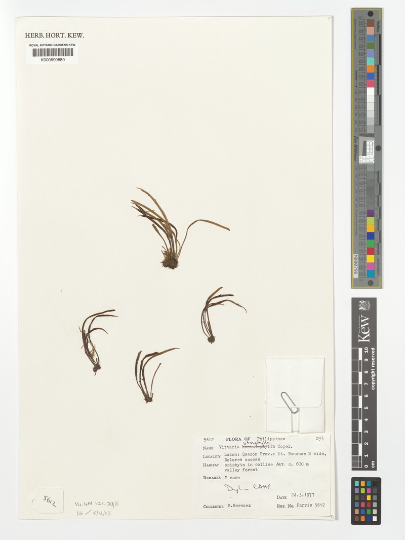 Haplopteris stenophylla photo 4