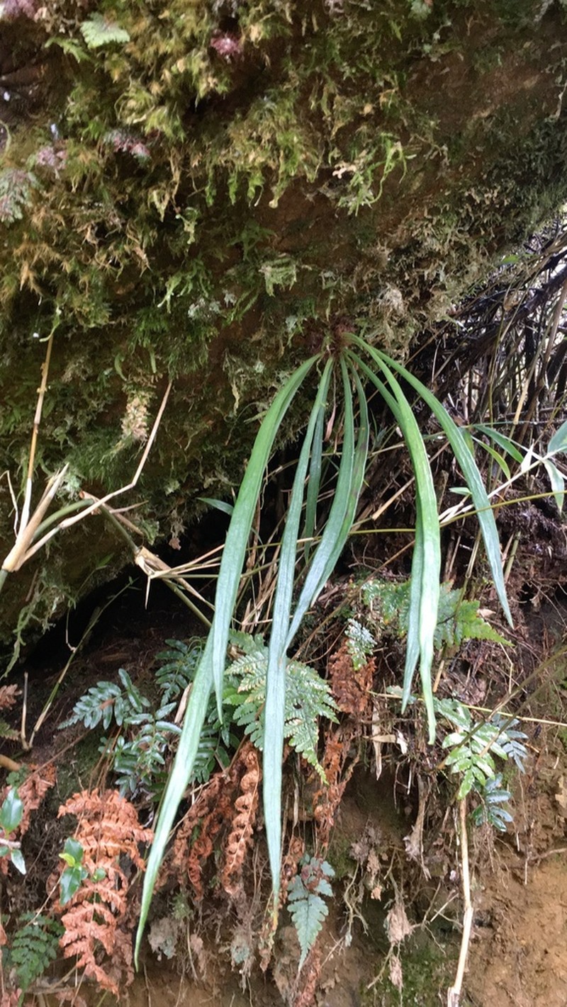 Haplopteris taeniophylla