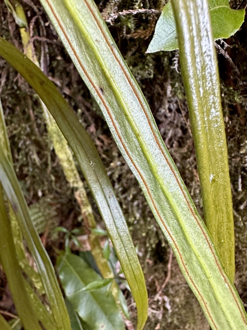 Haplopteris taeniophylla photo 2