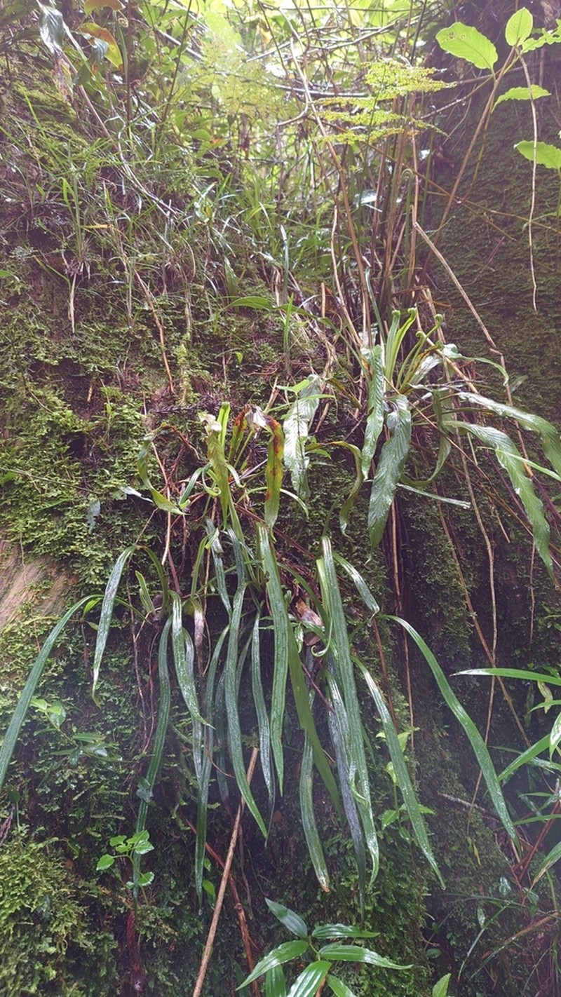 Haplopteris taeniophylla photo 3