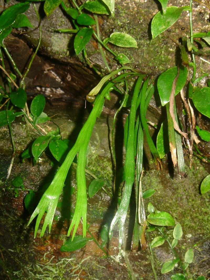 Haplopteris taeniophylla photo 4