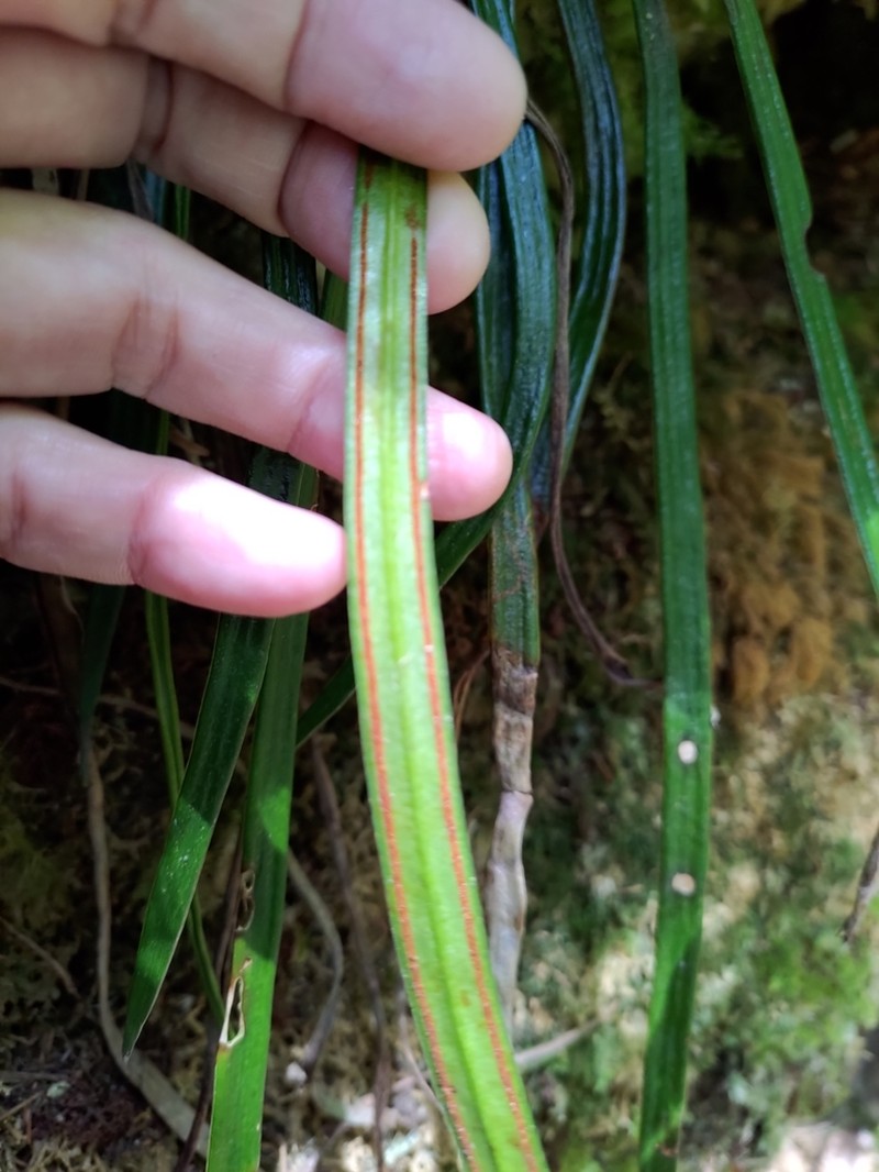 Haplopteris taeniophylla photo 5