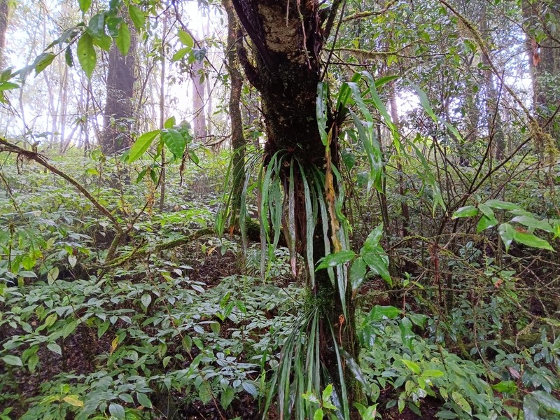 Haplopteris taeniophylla photo 6