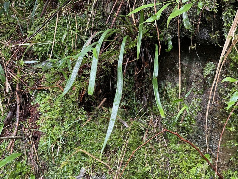 Haplopteris taeniophylla photo 7