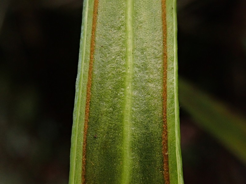 Haplopteris taeniophylla photo 8