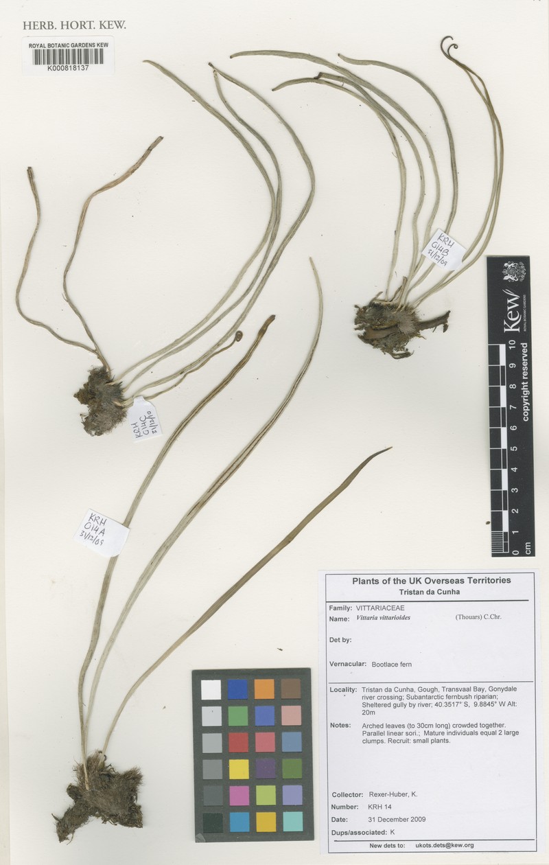 Haplopteris vittarioides