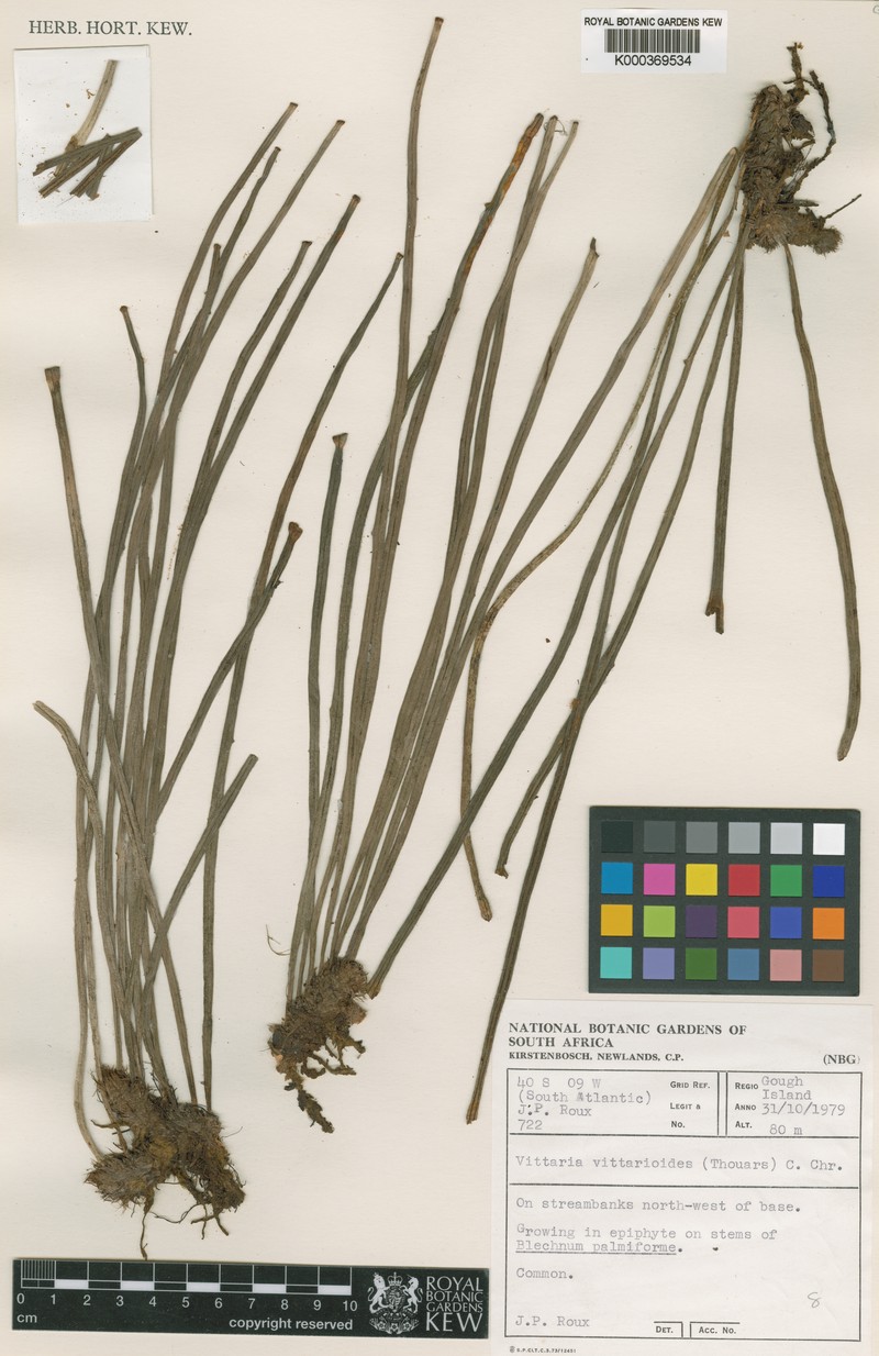 Haplopteris vittarioides photo 2