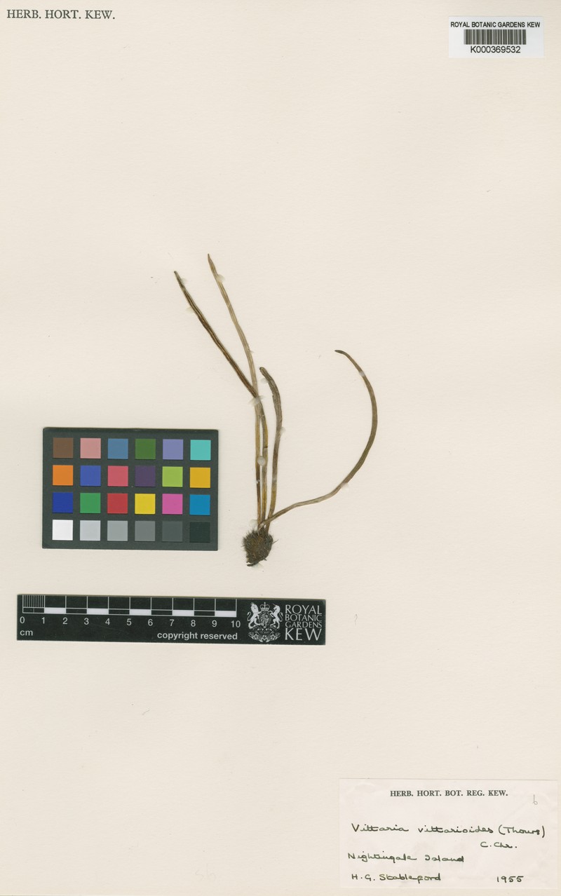 Haplopteris vittarioides photo 3