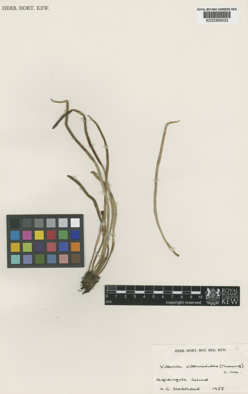 Haplopteris vittarioides photo 4
