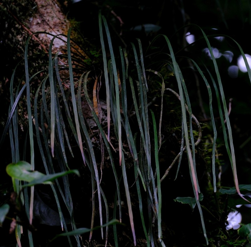 Haplopteris volkensii