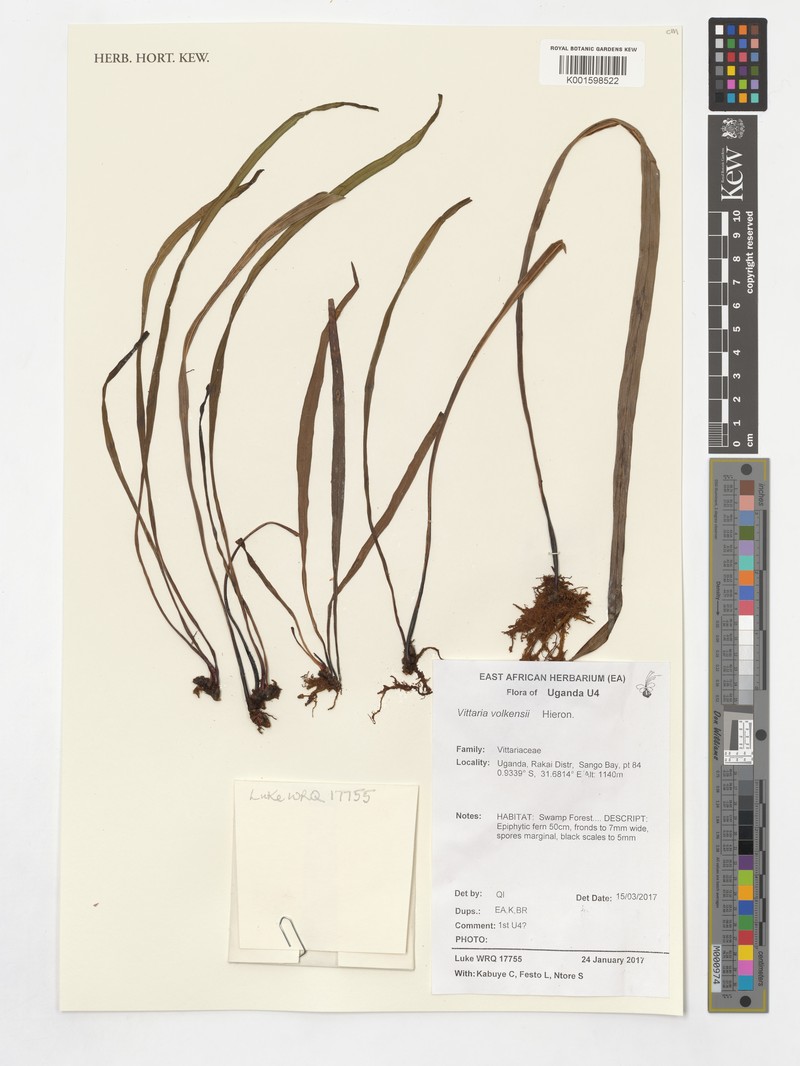 Haplopteris volkensii photo 3