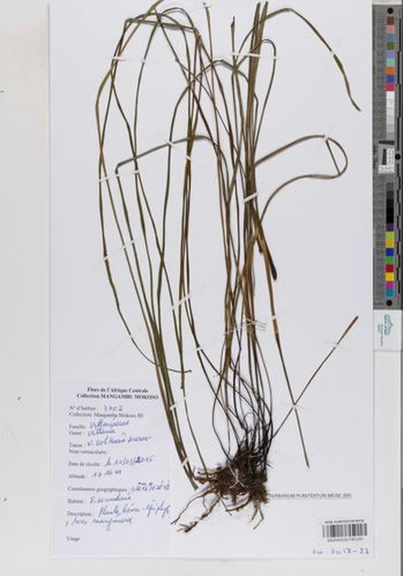 Haplopteris volkensii photo 4