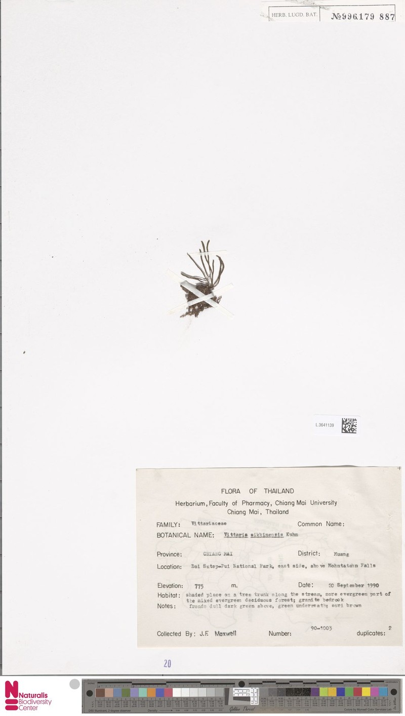Haplopteris winitii