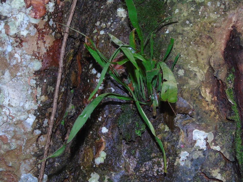 Haplopteris zosterifolia