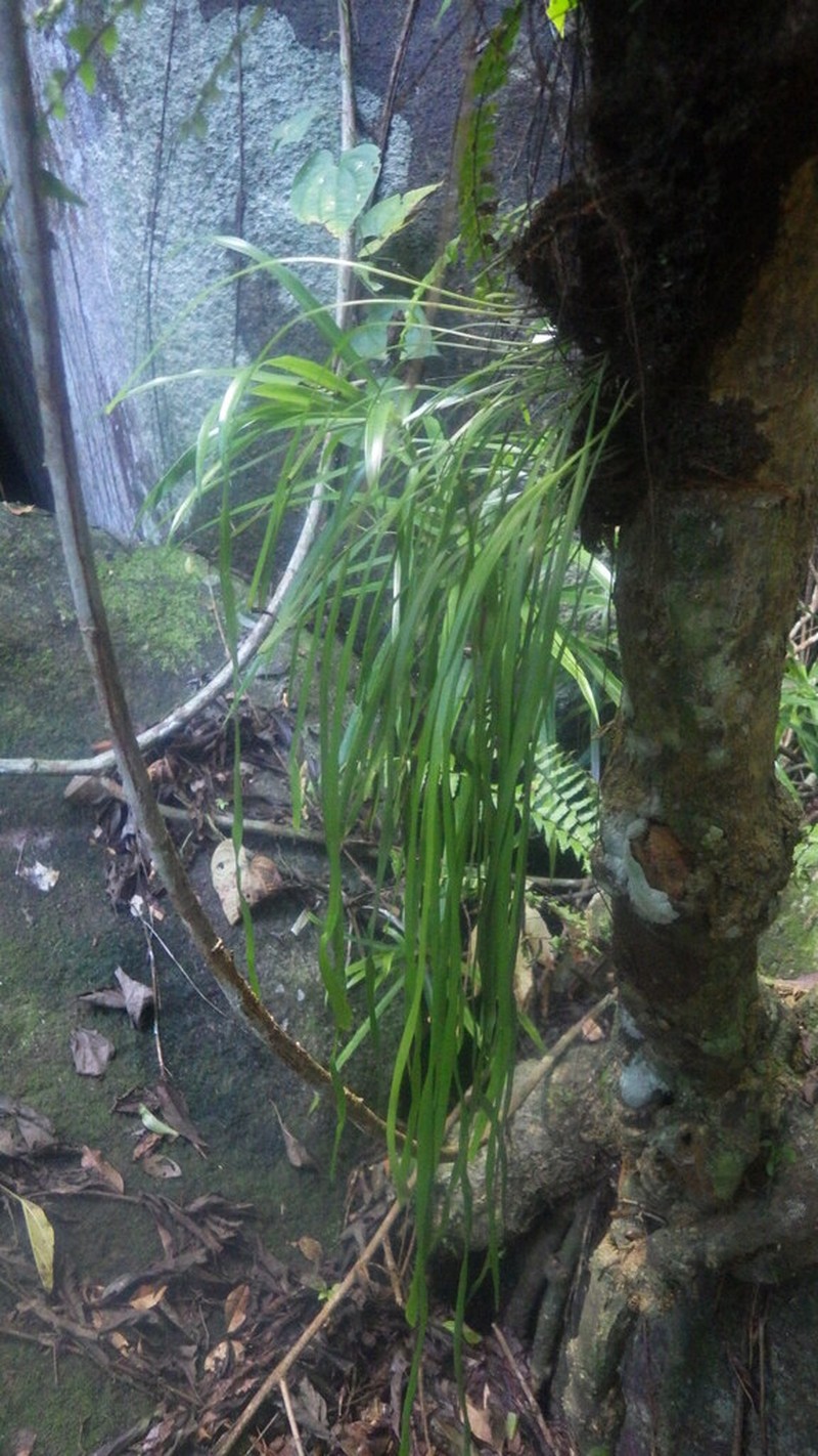 Haplopteris zosterifolia photo 2