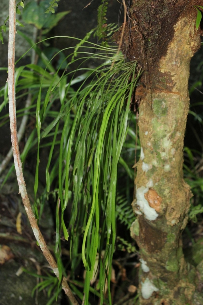 Haplopteris zosterifolia photo 3