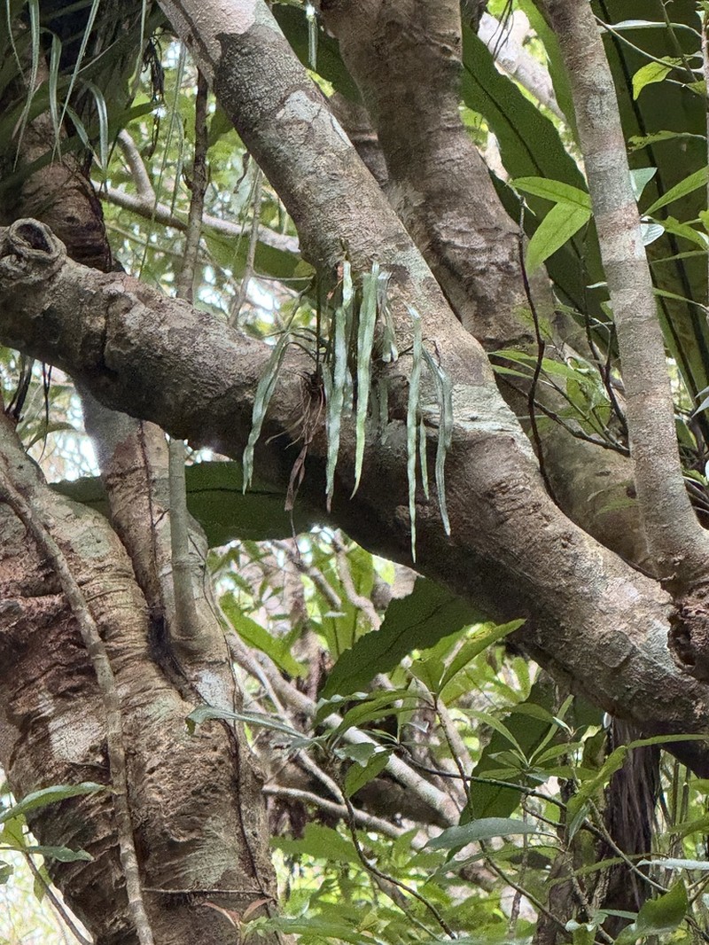 Haplopteris zosterifolia photo 4