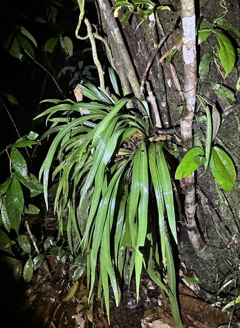 Haplopteris zosterifolia photo 5