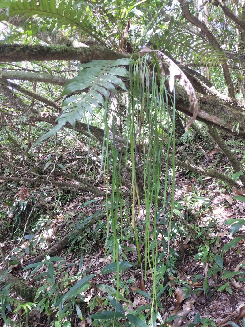 Haplopteris zosterifolia photo 6