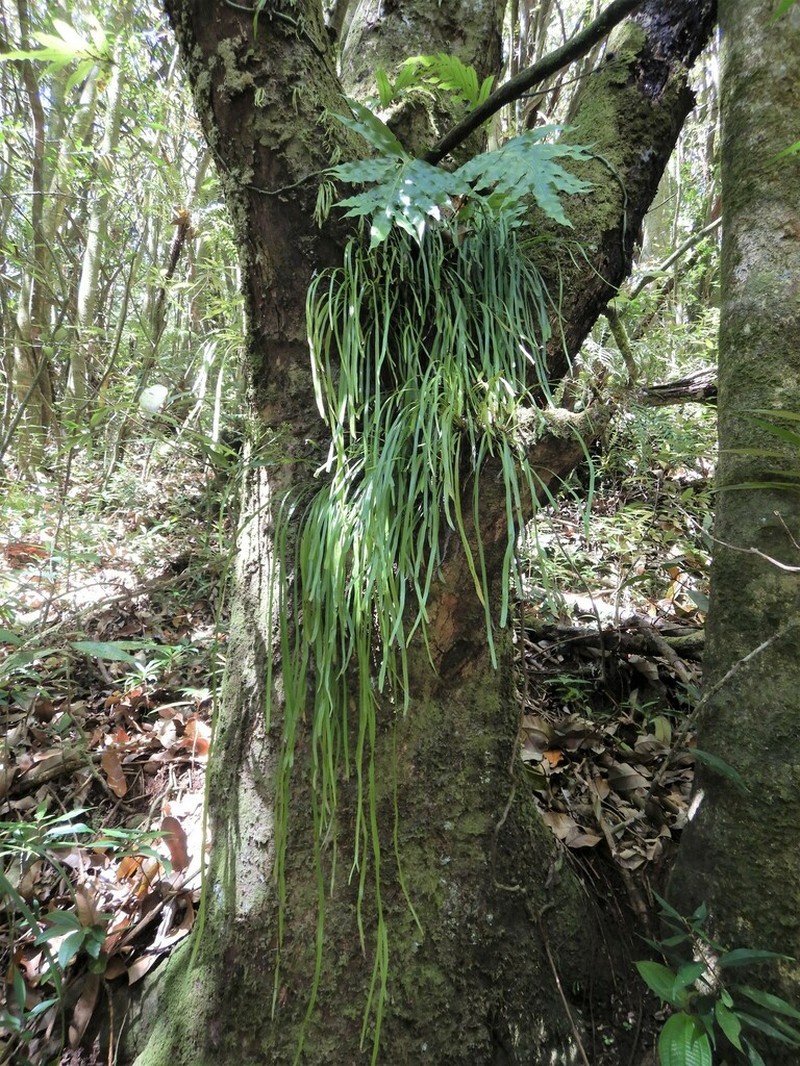 Haplopteris zosterifolia photo 7