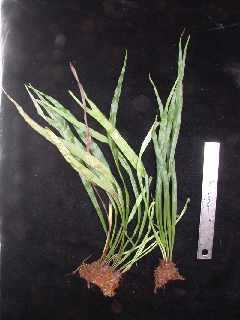 Haplopteris zosterifolia photo 8