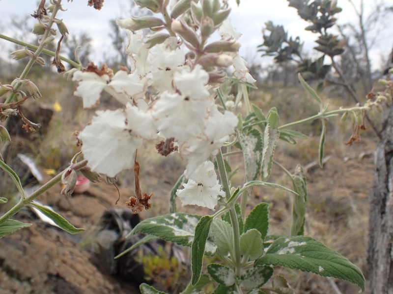 Honohono