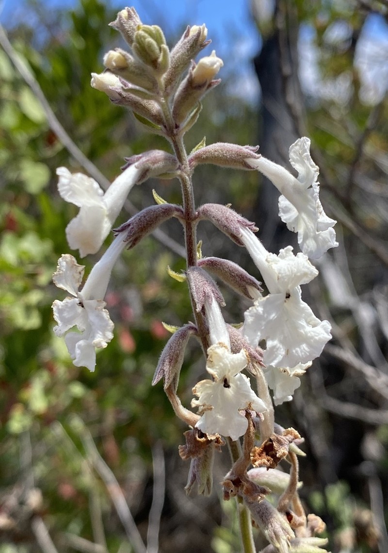 Honohono photo 2