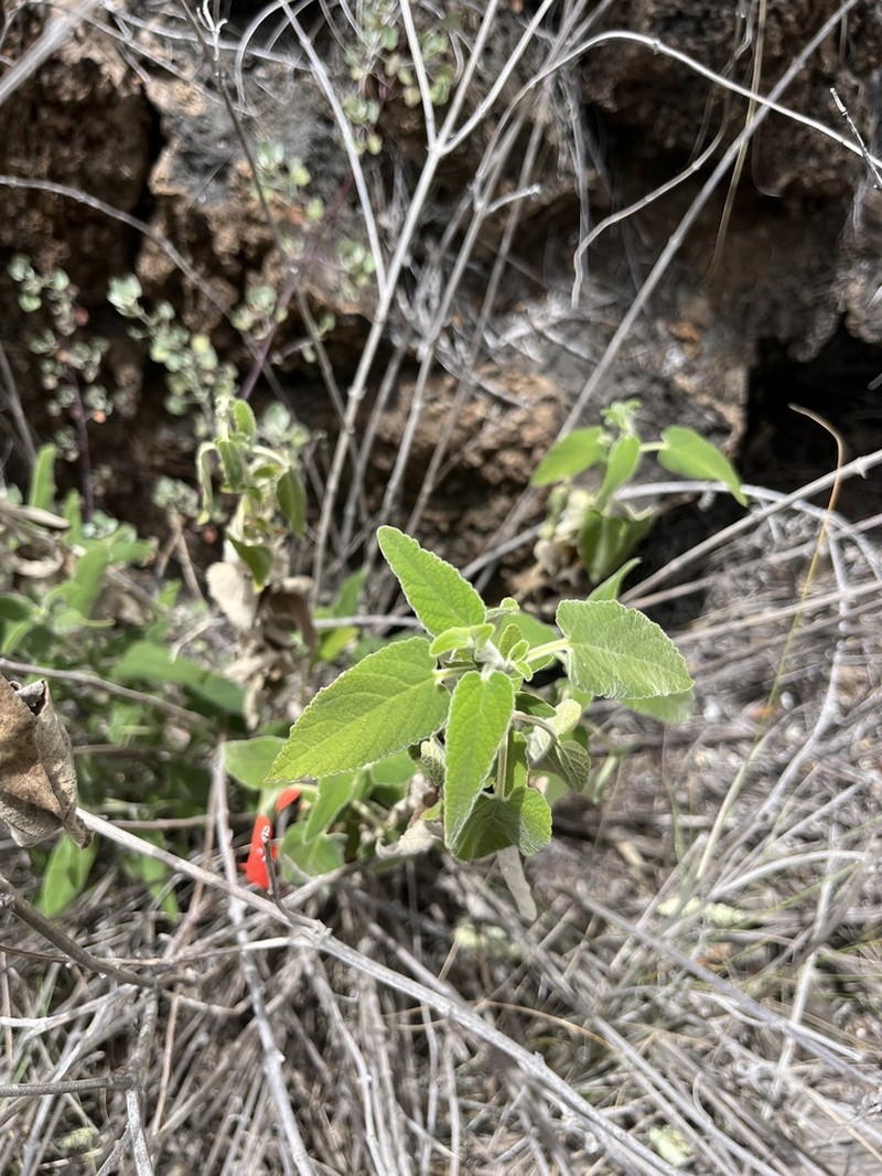 Honohono photo 3