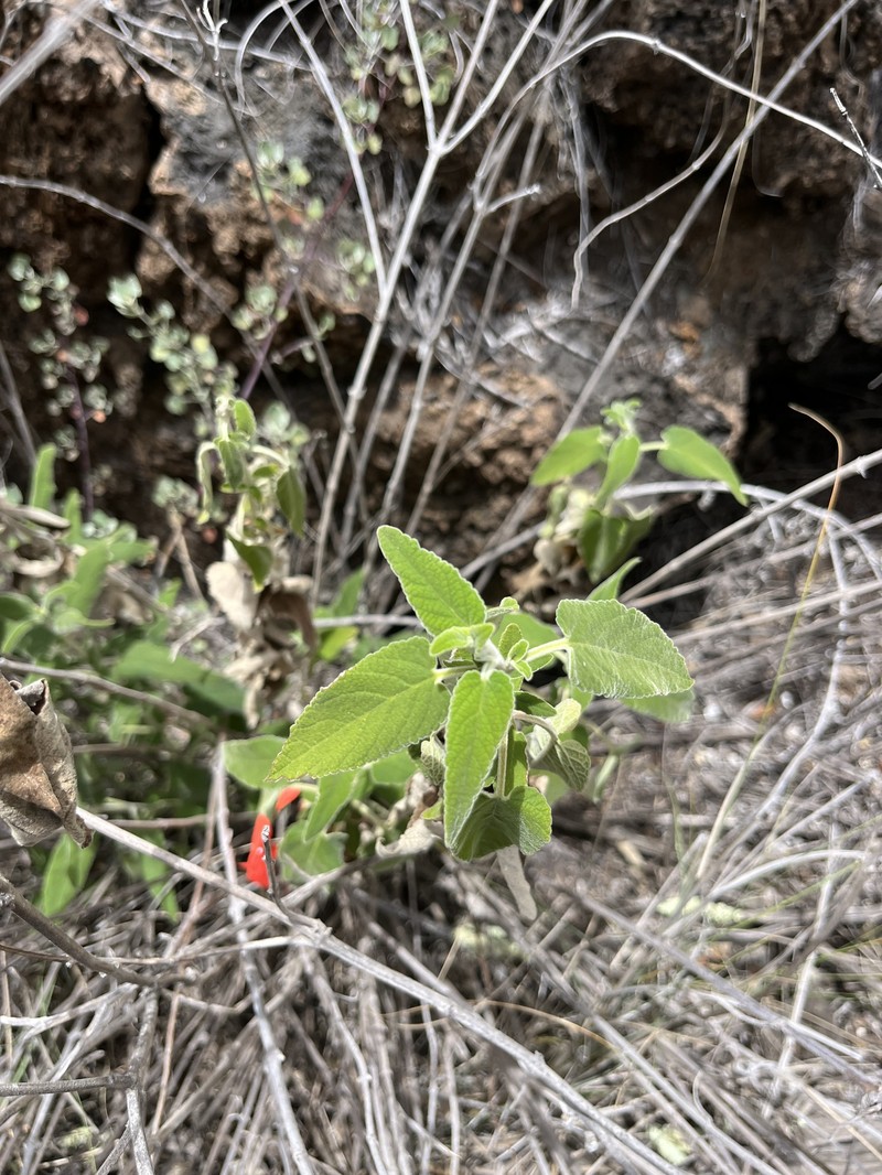 Honohono photo 4