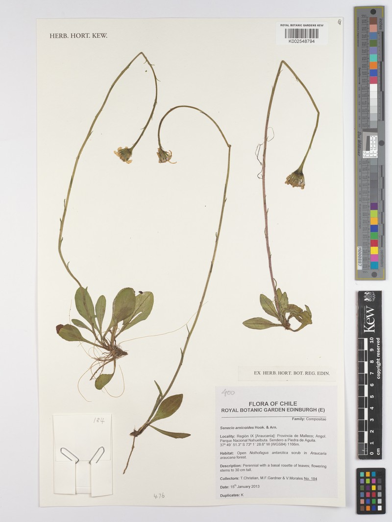 Haplosticha arnicoides