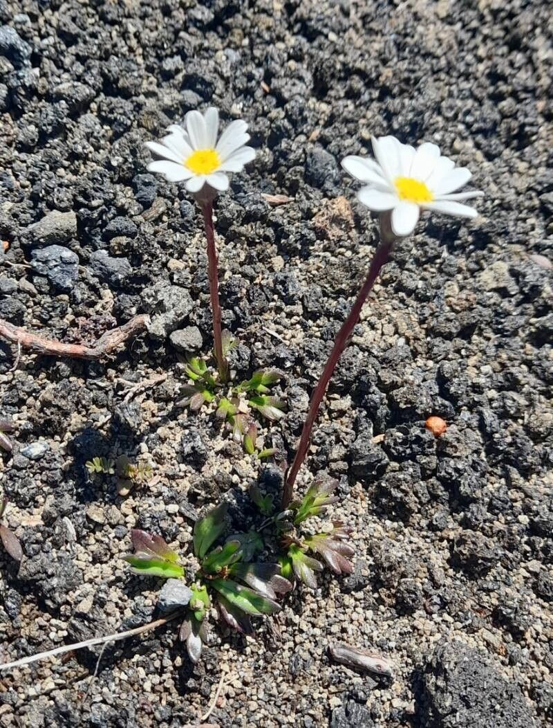 Haplosticha trifurcata
