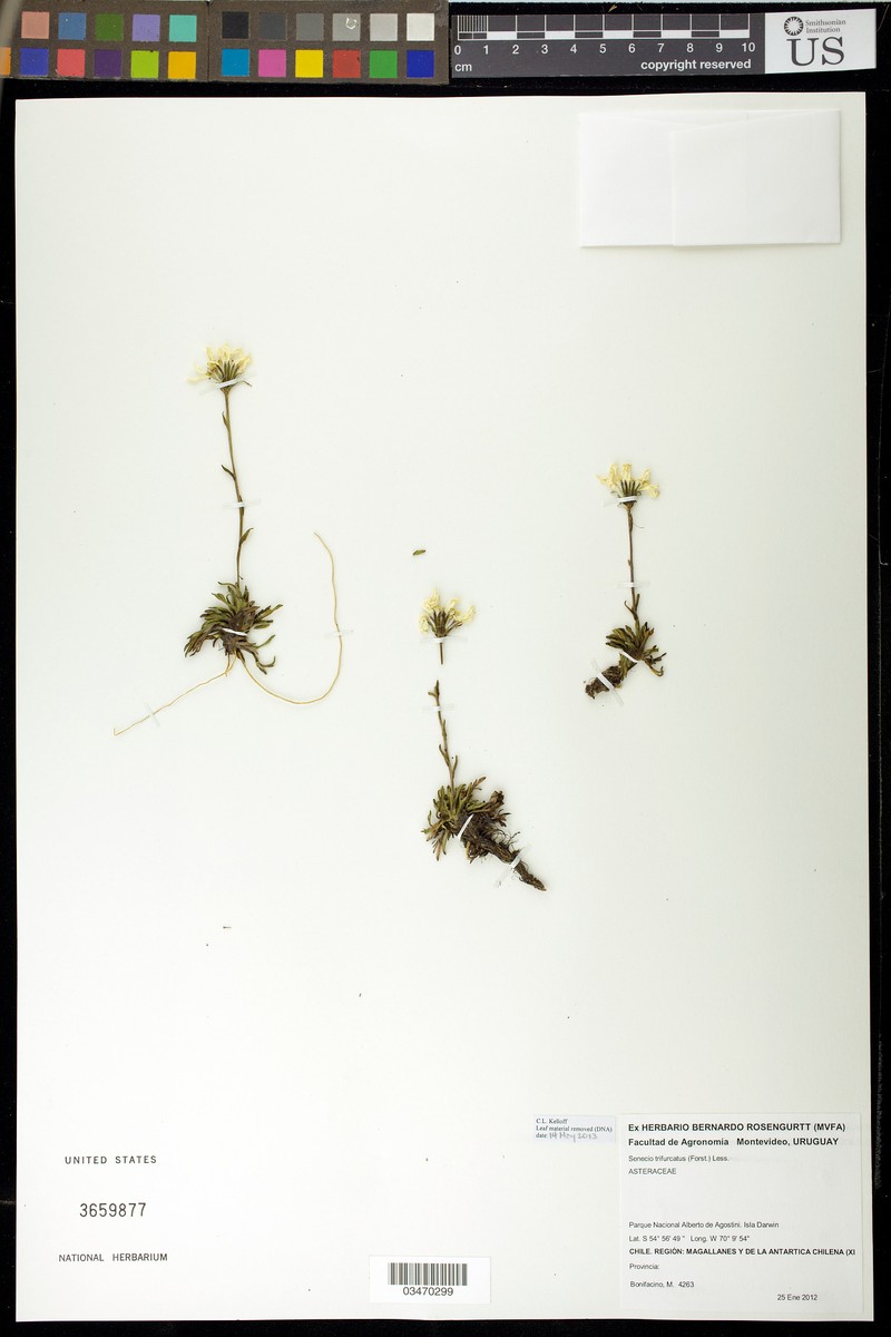 Haplosticha trifurcata photo 2