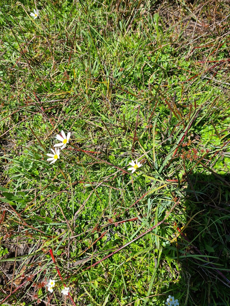 Haplosticha zosterifolia photo 3