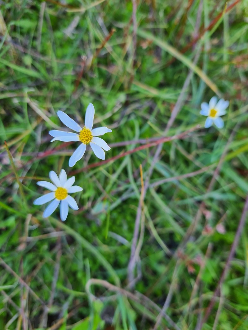 Haplosticha zosterifolia photo 4