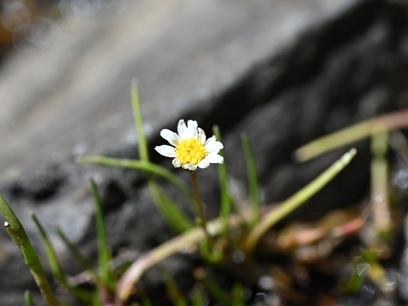 Haplosticha zosterifolia