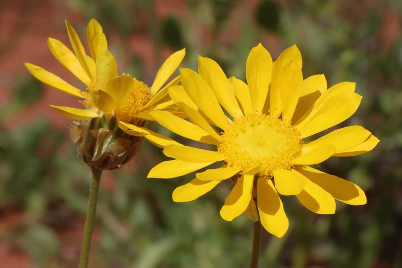 Haptotrichion colwillii photo 2