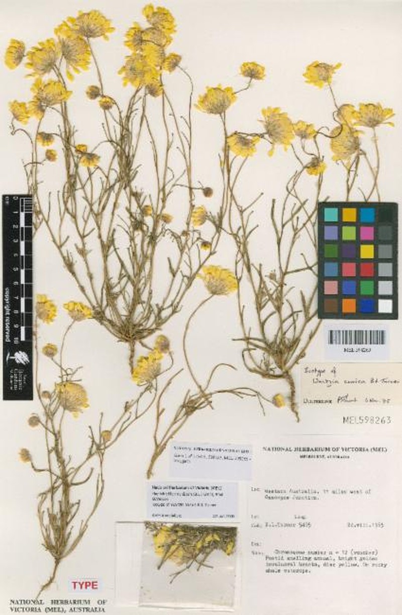 Haptotrichion conicum