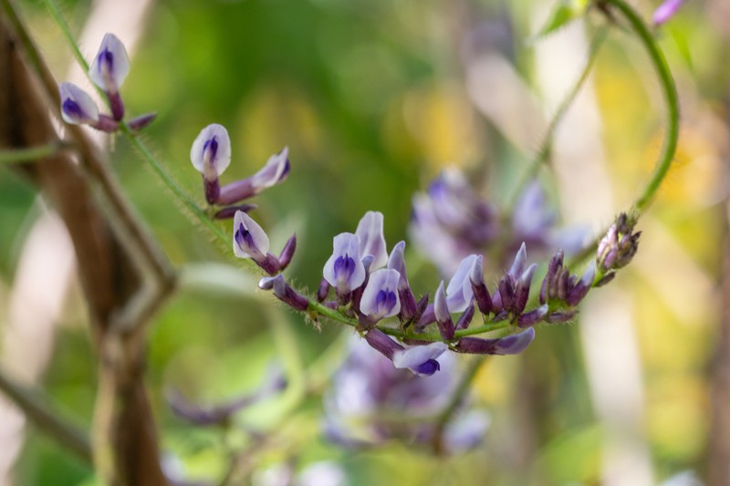 Harashuteria hirsuta