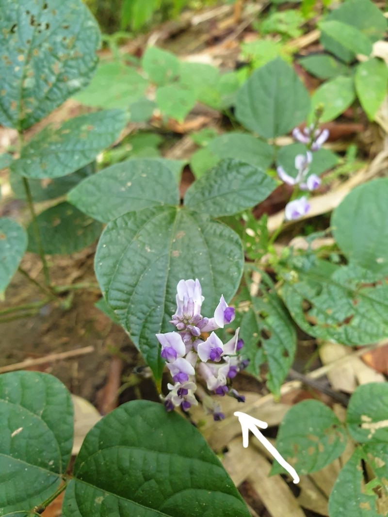 Harashuteria hirsuta photo 2