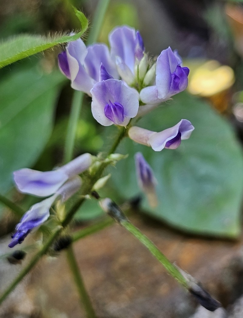 Harashuteria hirsuta photo 3